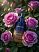 887132 LIMONI Сыворотка для лица антивозрастная с плацентой Placenta Age Defenсe Ampoule 30ml